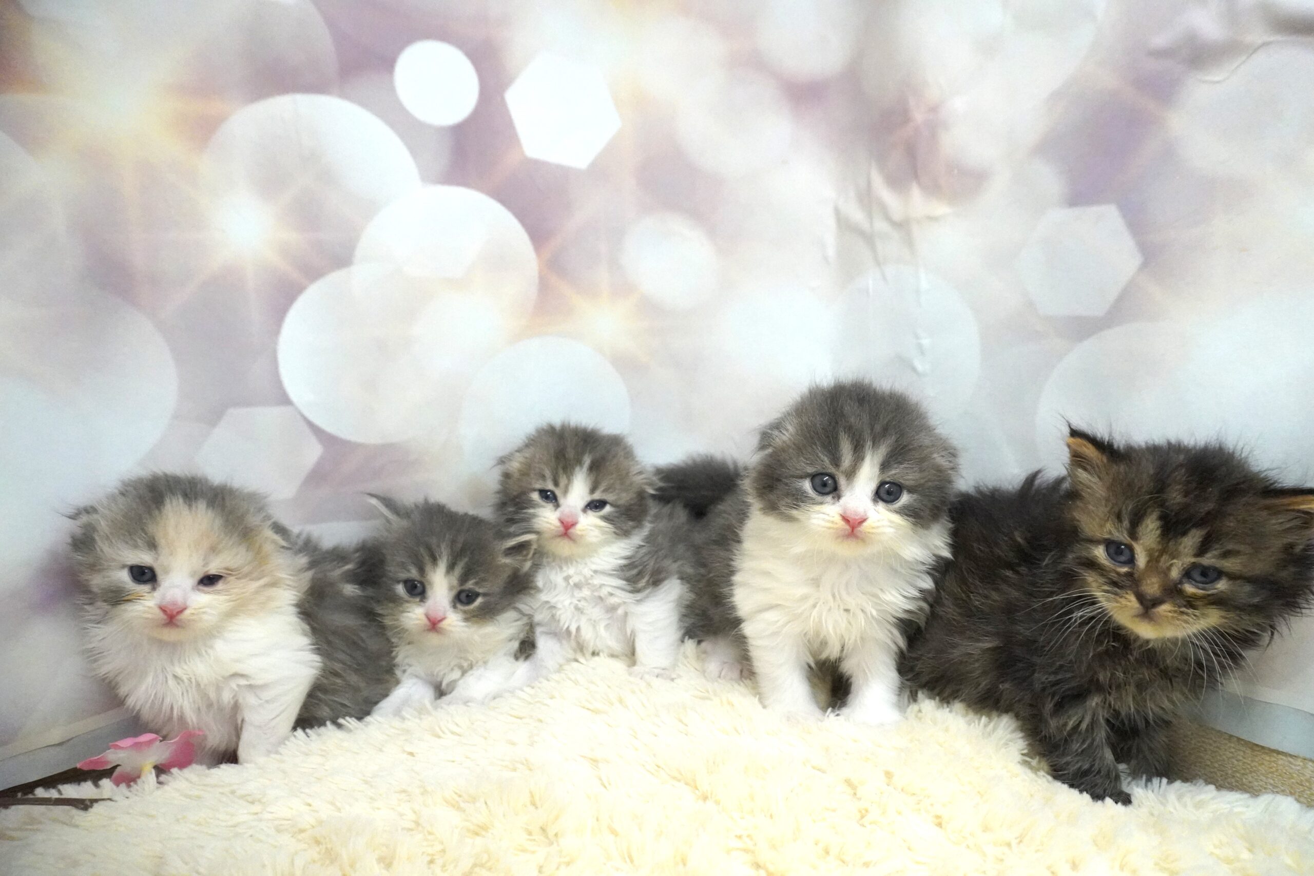 スコティッシュフォールド産まれました!(くらげベイビー)