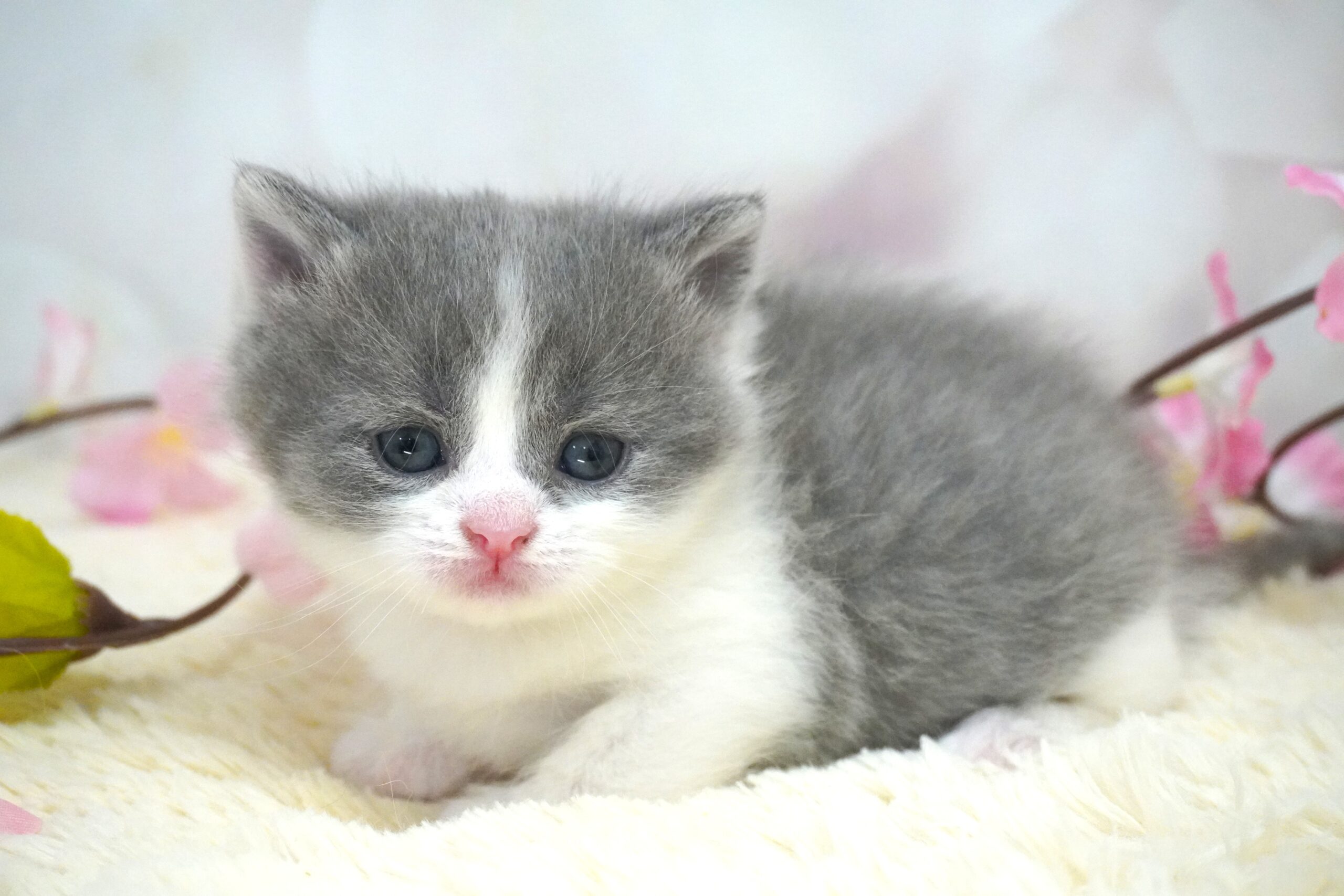 ブリティッシュショートヘアー(むち子ベイビー)
