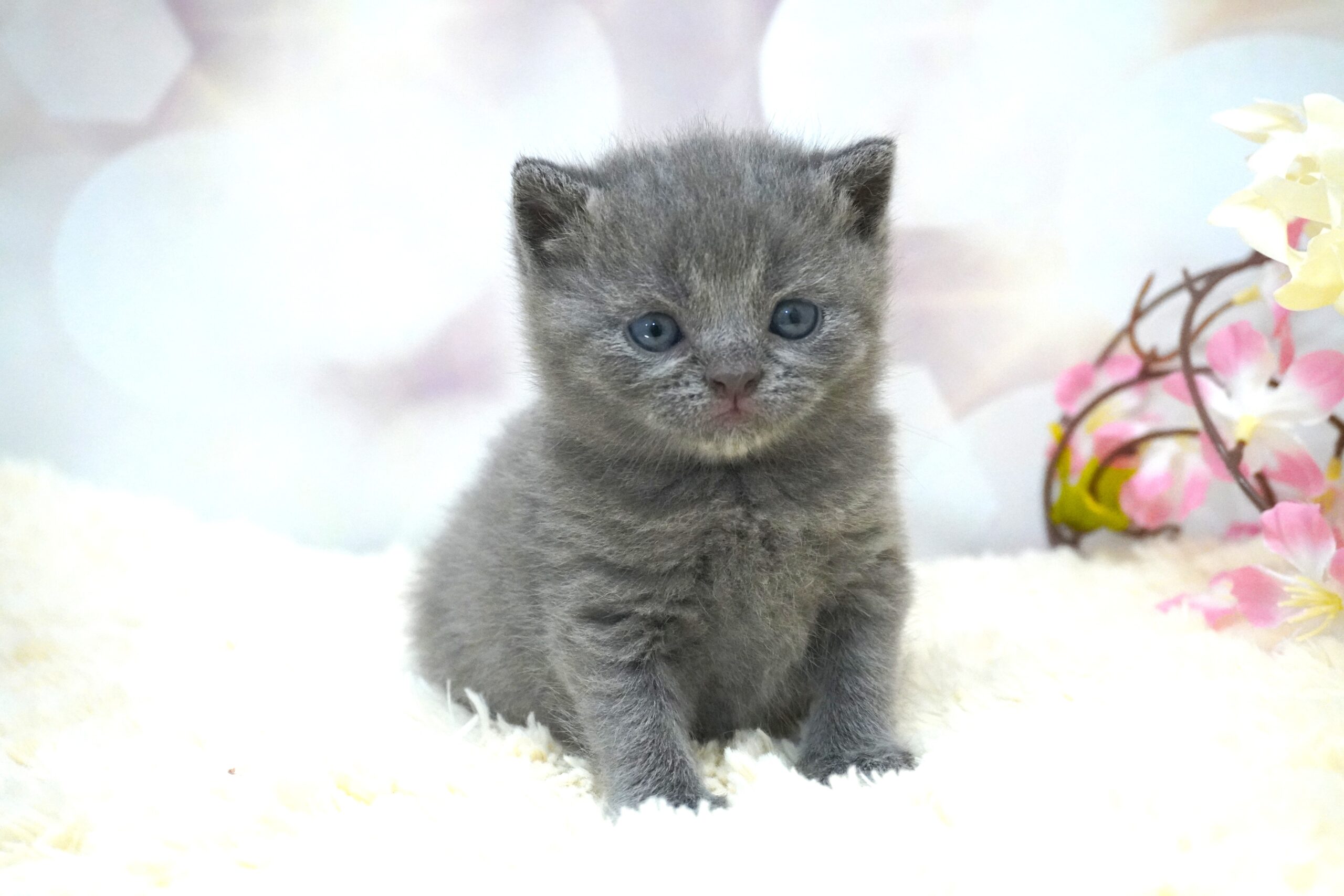 ブリティッシュショートヘアー(むち子ベイビー)
