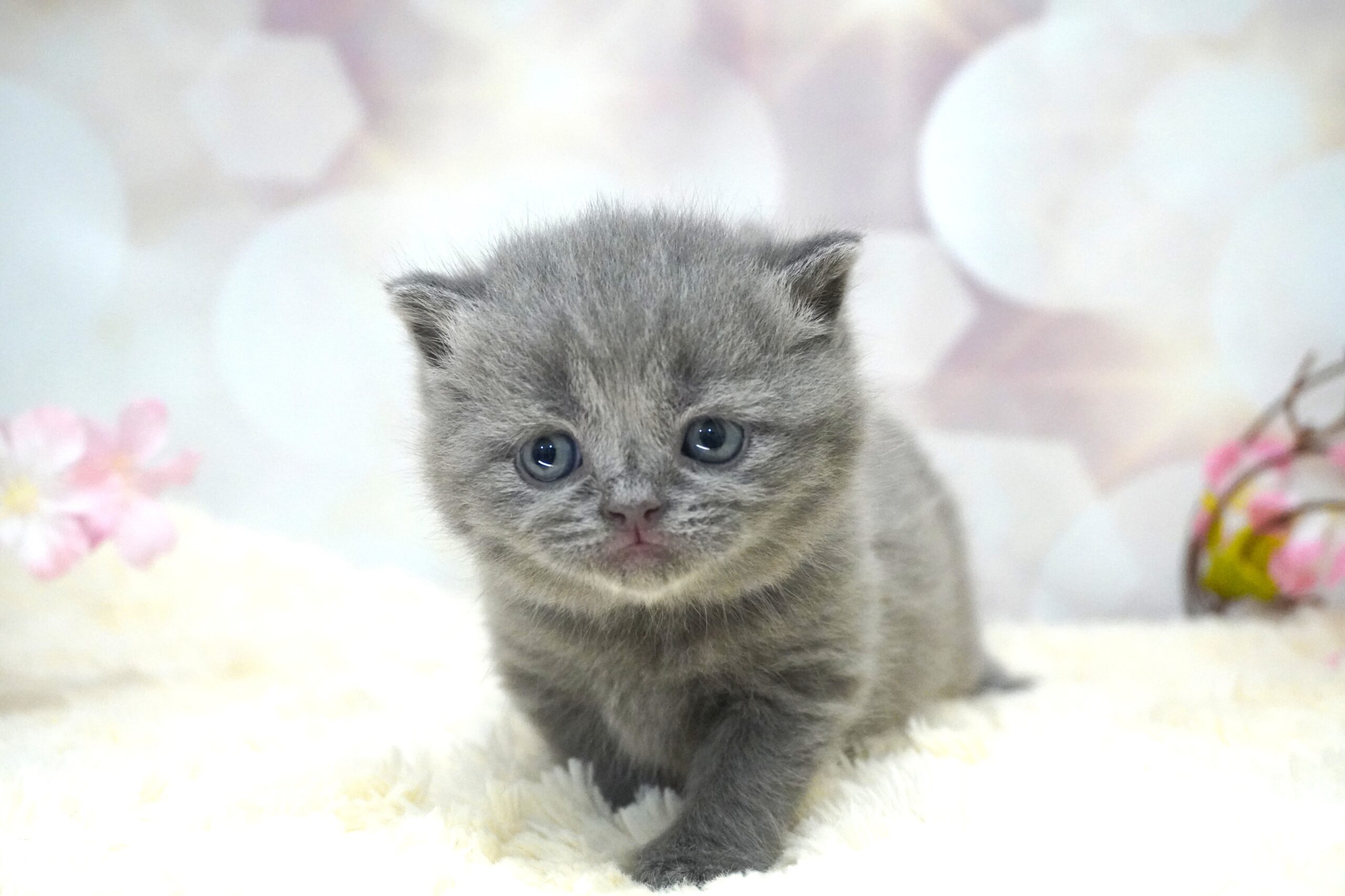 ブリティッシュショートヘアー(むち子ベイビー)