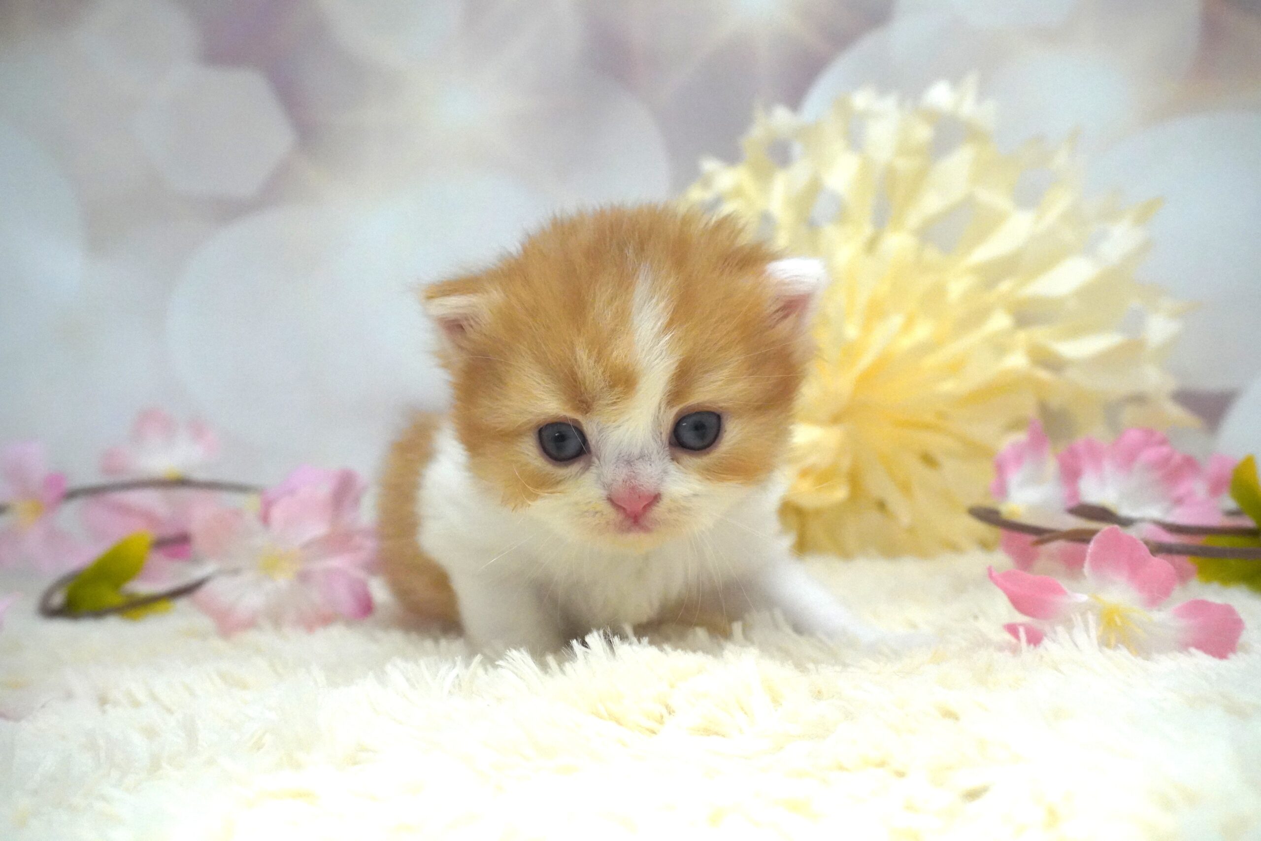 スコティッシュフォールド産まれました！（菜の花ベイビー）