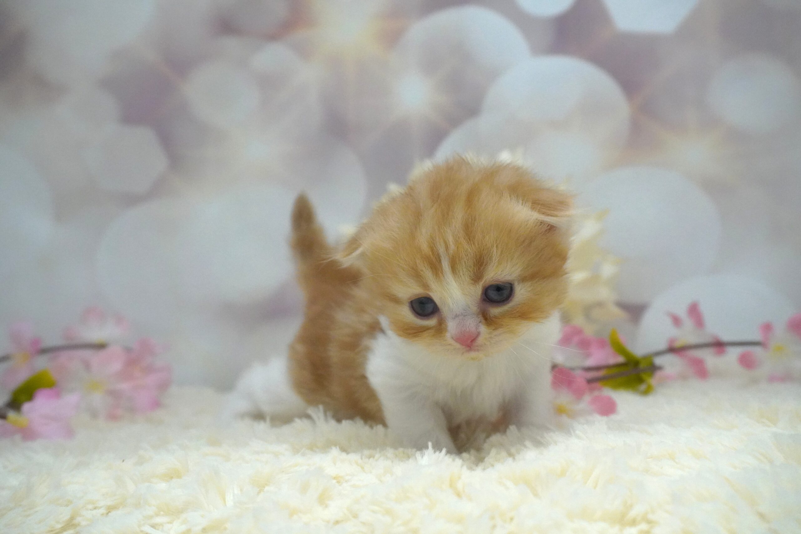 スコティッシュフォールド産まれました！（菜の花ベイビー）