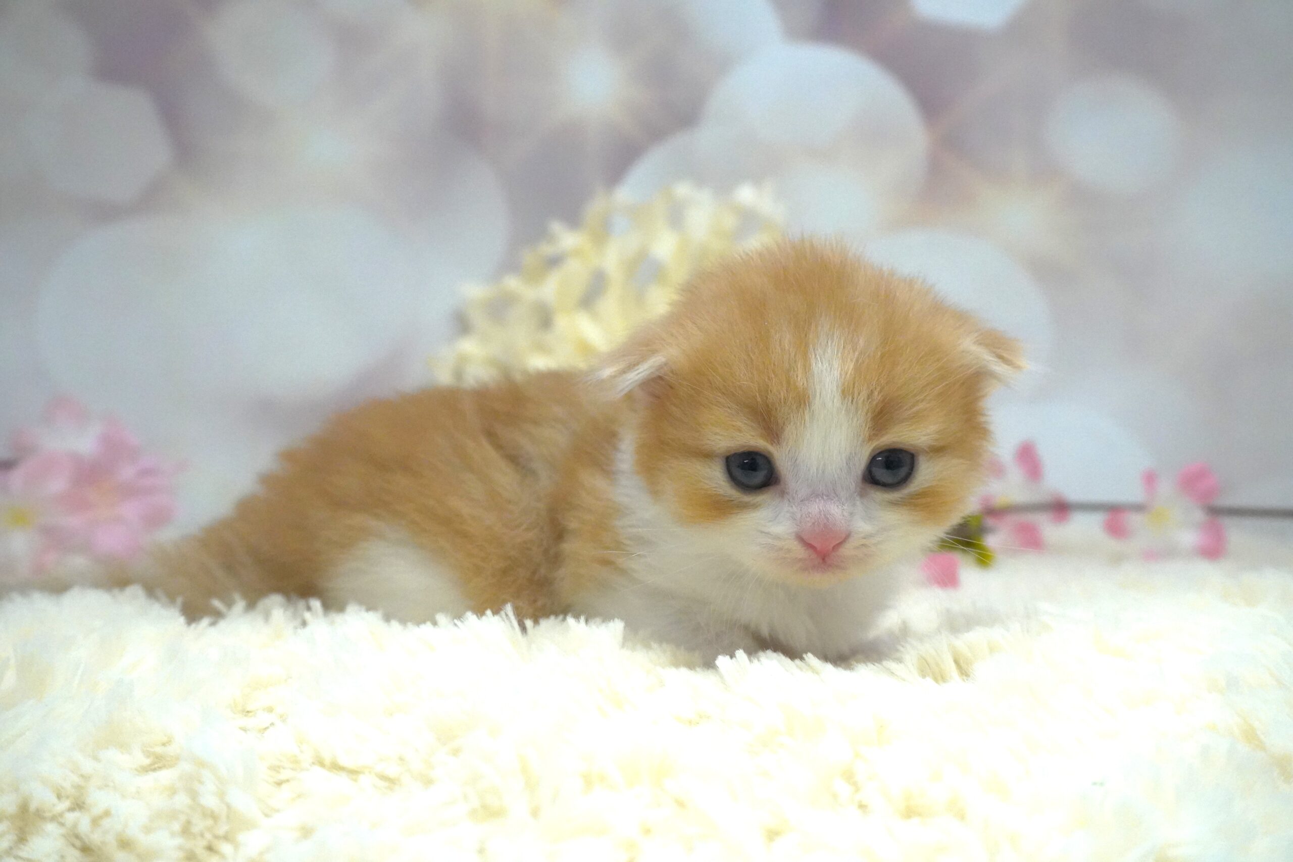 スコティッシュフォールド産まれました！（菜の花ベイビー）