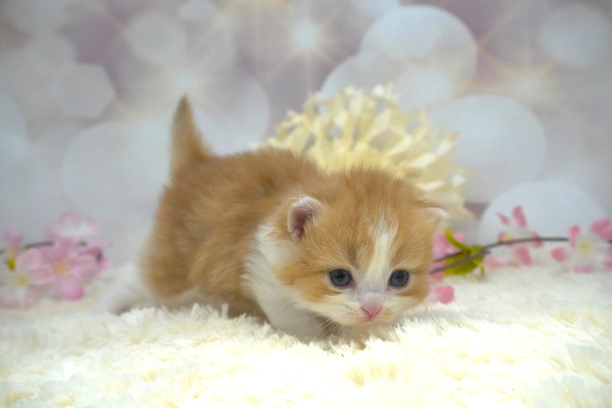 スコティッシュフォールド産まれました！（菜の花ベイビー）