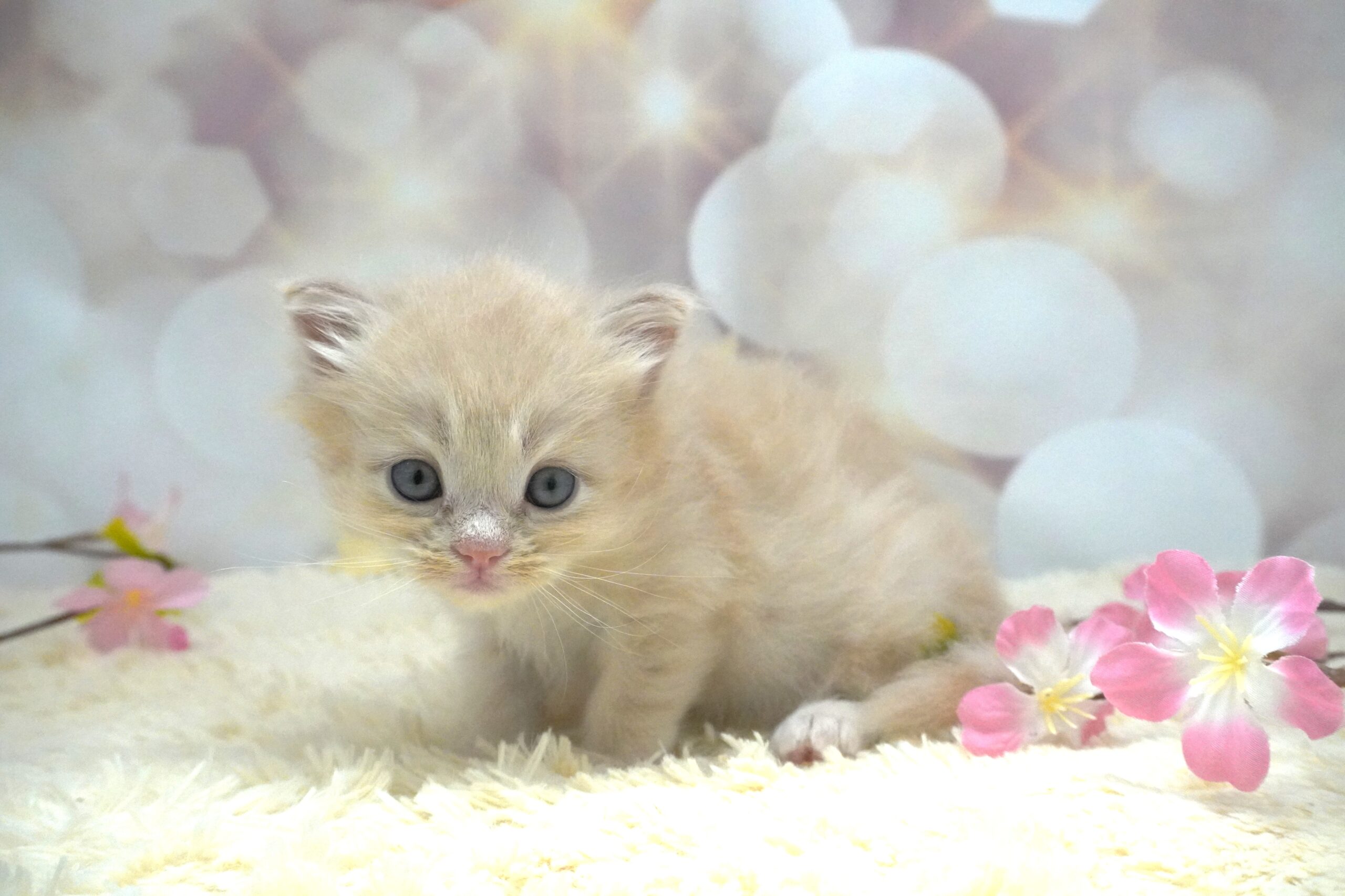 サイベリアン(バカラベイビー)