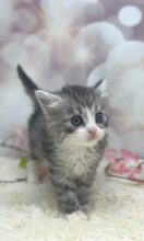 サイベリアン（あんちょびベイビー）