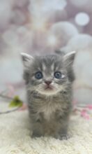 サイベリアン（あんちょびベイビー）