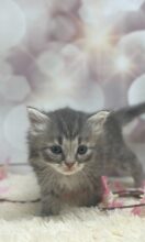 サイベリアン（あんちょびベイビー）