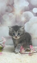 サイベリアン（あんちょびベイビー）