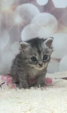 サイベリアン（あんちょびベイビー）