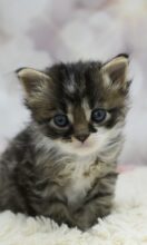 サイベリアン（あんちょびベイビー）