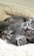 サイベリアン産まれました！（ランプベイビー）