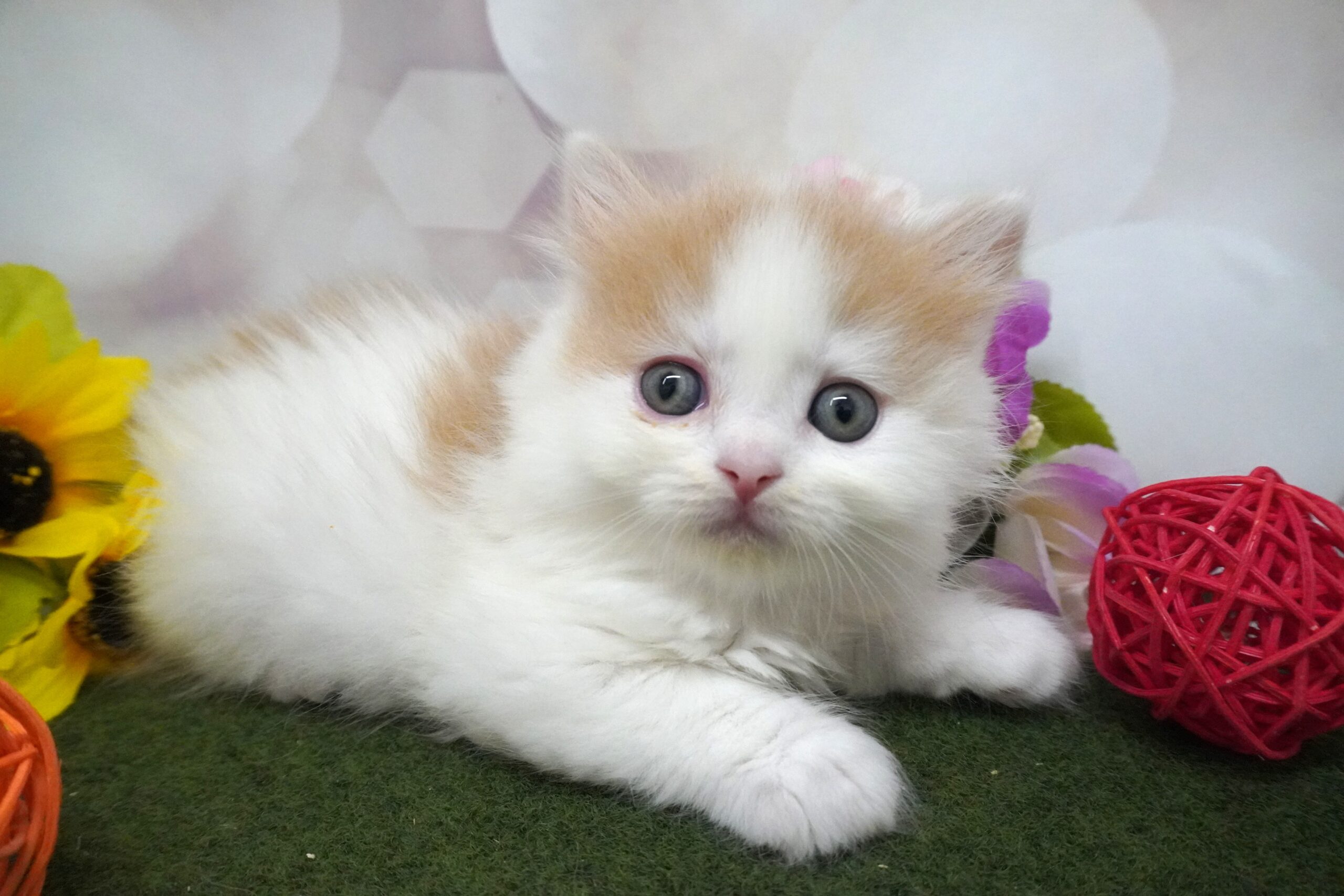 スコティッシュフォールド（マシュマロベイビー）