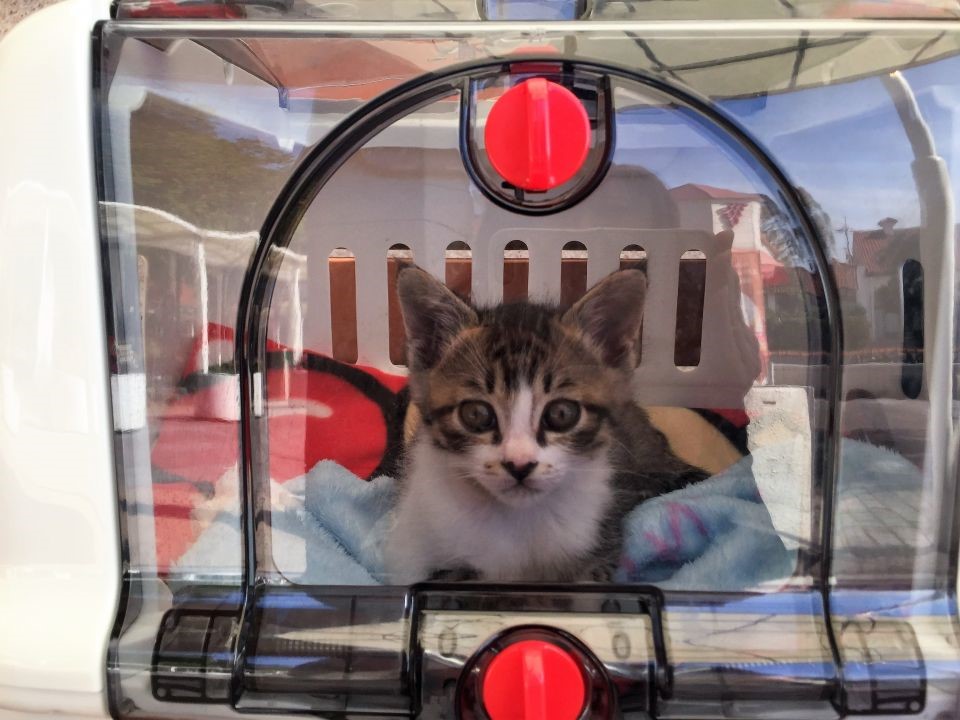 猫ちゃんを当日トラブルなくお迎えする方法とは？ | ビークラブ猫店
