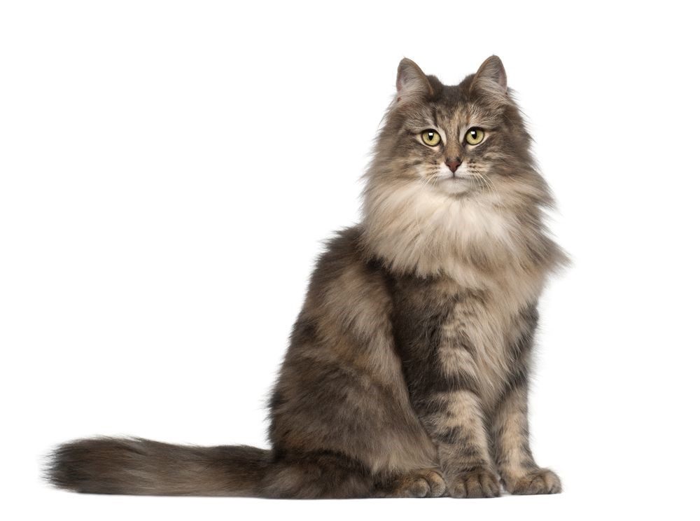 ノルウェージャンフォレストキャットの性格や特徴、飼い方をご紹介