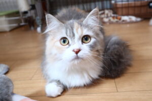 マシュマロ