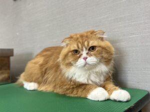 くり